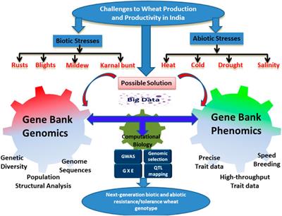 Indian Wheat Genomics Initiative for Harnessing the Potential of Wheat Germplasm Resources for Breeding Disease-Resistant, Nutrient-Dense, and Climate-Resilient Cultivars